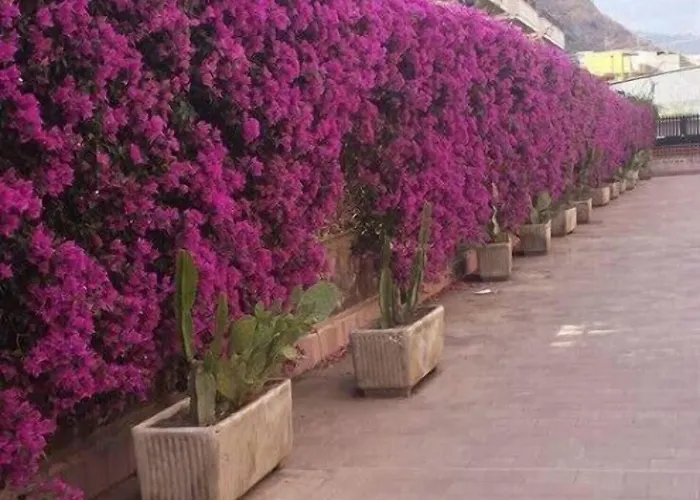 Bouganville קלטביאנו